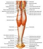 Anatomie: heup,bovenbeen,knie,onderbeen,enkel,voet,acetabulum,collum femoris,trachanter,femur,epicondyl,meniscus,kruisband,cruciate ligament,patella,knieschijf,tibia,fibula,malleolus,talus,calcaneus,tarsus,metatarsus,phalanx,falanx,quadriceps femoris,rectus femoris,sartorius,tensor fasciae latae,tractus iliotibialis,biceps femoris,gastrocnemius,semimembranosus,semitendinosus,soleus,suralis,vena saphena parva,vena saphena magna,sciatic,ischiadicus,peronea